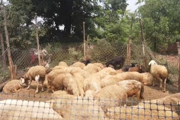 家里的羊圈 家里的羊圈