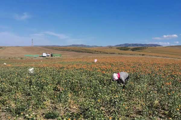 �½��컨��ֲ����