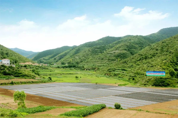 ��Ӯ����,��ҩ����ֲ