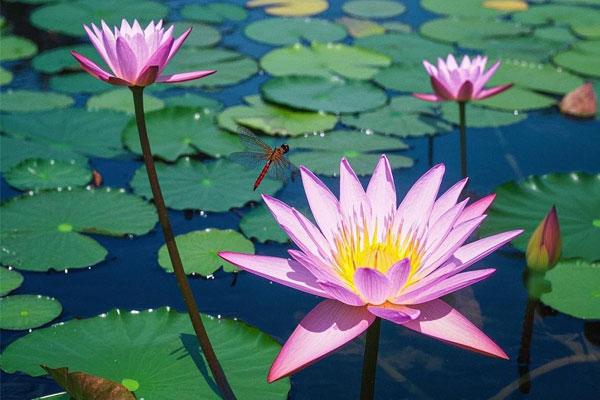 ��Ӯ���ޡ�bwin(�й���)�ٷ���վ