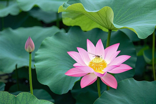 ��Ӯ���ޡ�bwin(�й���)�ٷ���վ